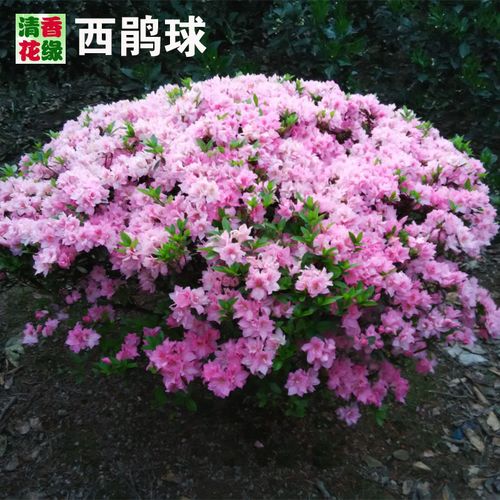 杜鹃花树球映山红树球春鹃夏鹃毛鹃球西洋苗庭院花卉绿化工程