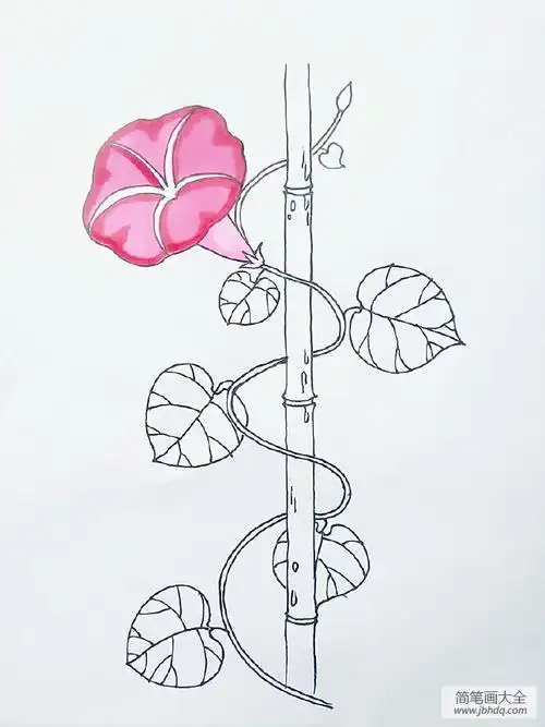 简笔画牵牛花的画法步骤图