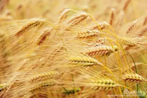 麦浪滚滚(原创图文)