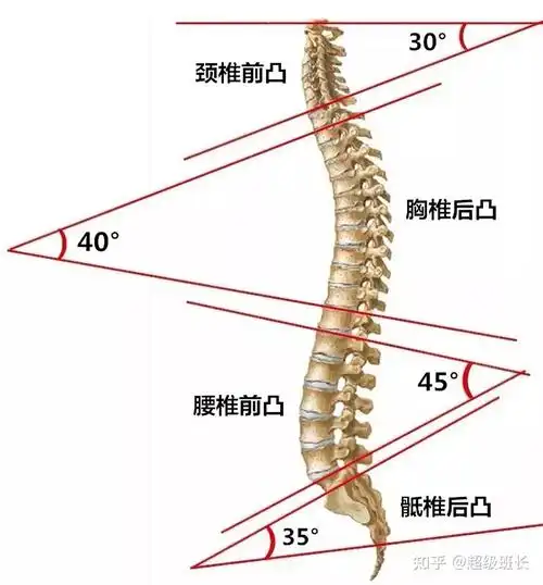 正常腰椎是直的还是弯的什么原因导致腰椎生理曲度发生了改变