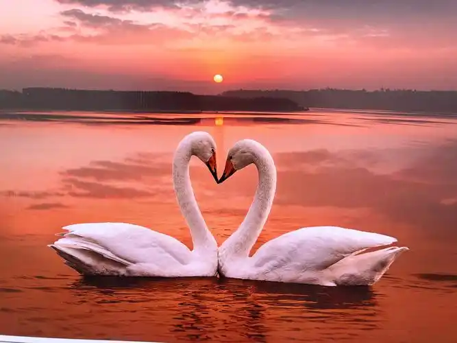 相依相偎,直到永远!