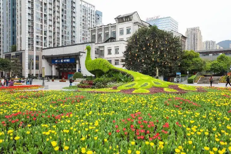 巴南龙洲湾郁金香花展启幕 60余万株郁金香等你赏