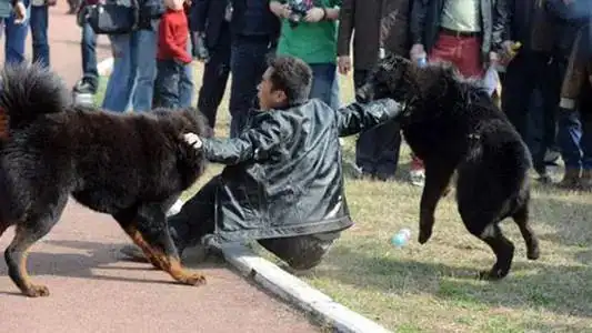 两男子被藏獒咬死血肉模糊凶手为参加比赛训犬不惜伤害人命