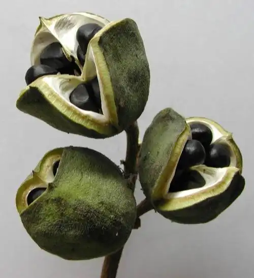 哪位大侠知道这是什么果实啊?