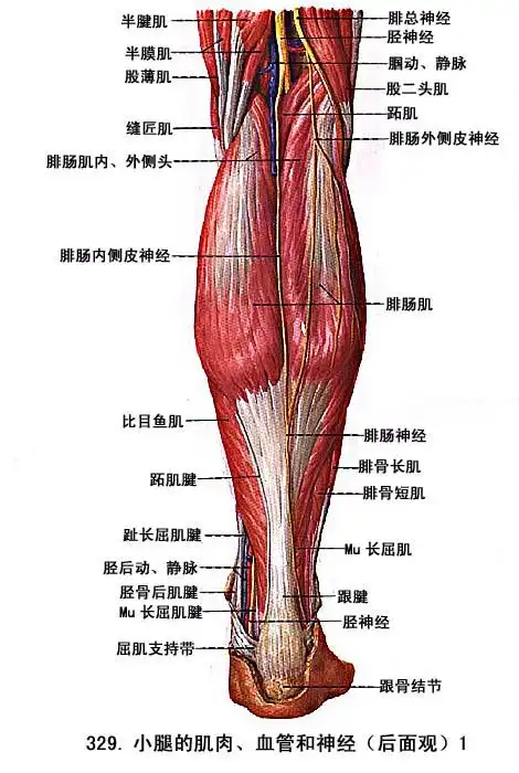 下肢肌 - 解剖学基础理论-医学教育网 - 37度医学网