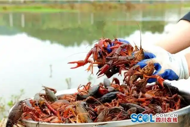 稻田里养小龙虾 德阳中江黄鹿镇再添一条致富路 - 鳌游水族