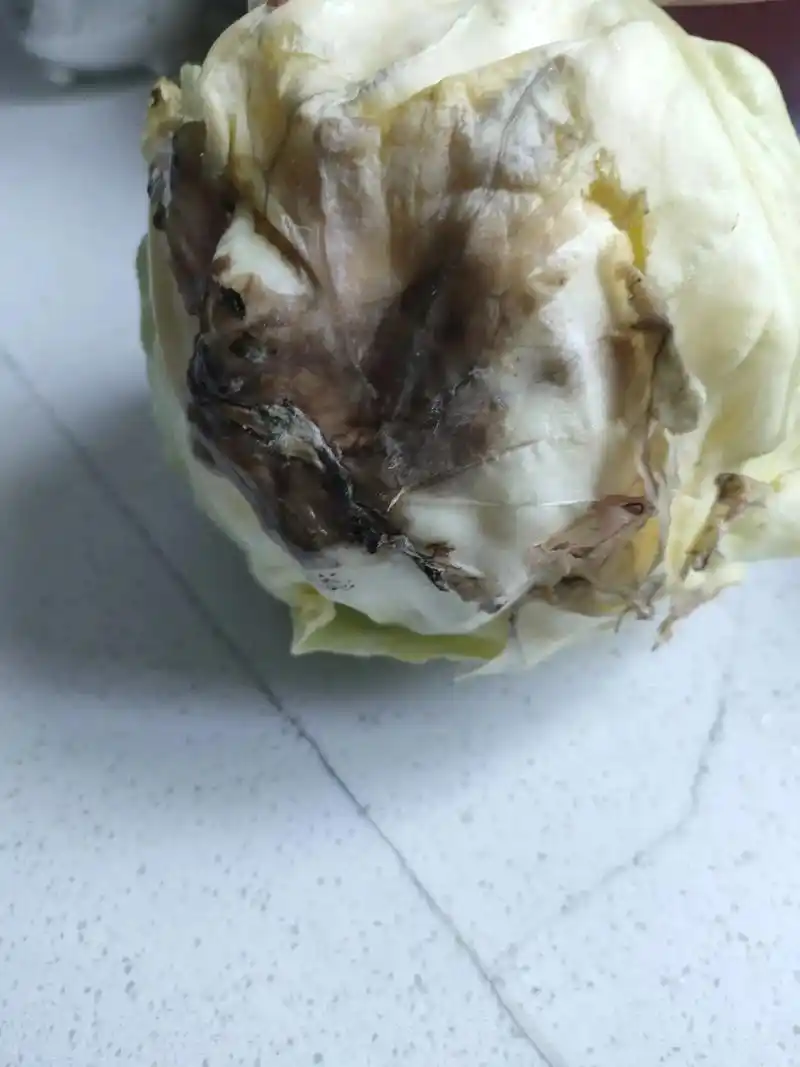 平时这些菜都是扔掉的,这青菜昨天在团购的,都是坏了,也没办法 - 抖音