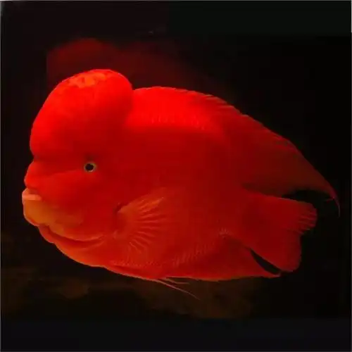 分享图片一漂亮的招财鱼._网易订阅