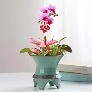 蝴蝶兰花盆陶瓷盆专用创意