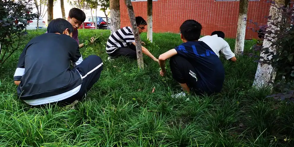 学校开展育才百人校园除草活动