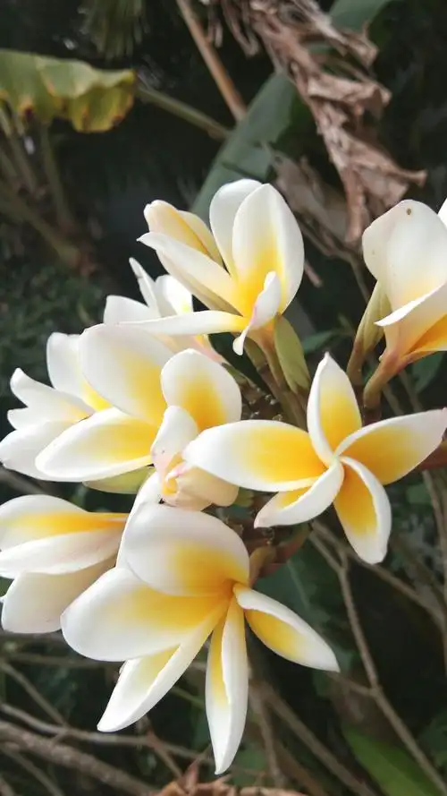 我做了一个美图保亭风景,花的海洋,美丽的花儿百花齐放,真让人留恋