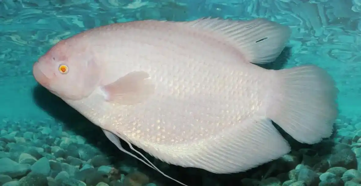 红眼招财鱼 ,体表依然是纯白色,只是眼睛发生了变 - 抖音