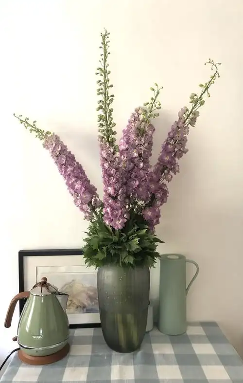 周末买花记之四--大花飞燕草