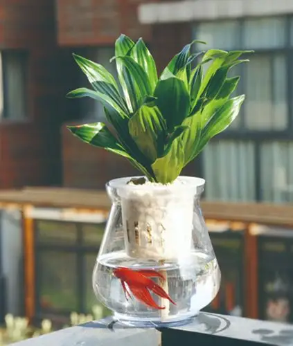 水培植物如何养鱼