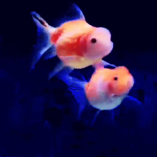 漂亮的金鱼gif表情