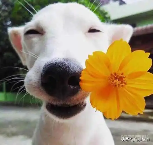 狗带是什么意思求解