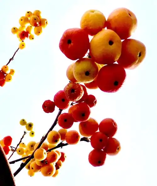 秋天的果实,秋之美