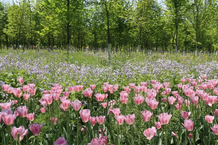 济南章丘鲜花港美人与花竞争妍