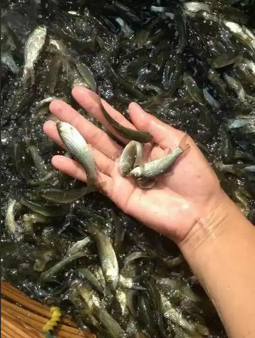 广东花都淡水鱼苗繁殖场