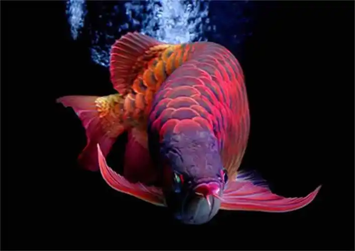 世界上最贵观赏鱼,血红龙鱼缸中的"保时捷",价值500万