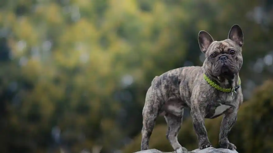 壁纸 法国斗牛犬,狗,灰色,石头