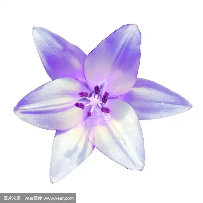 花紫色百合在白色的背景.