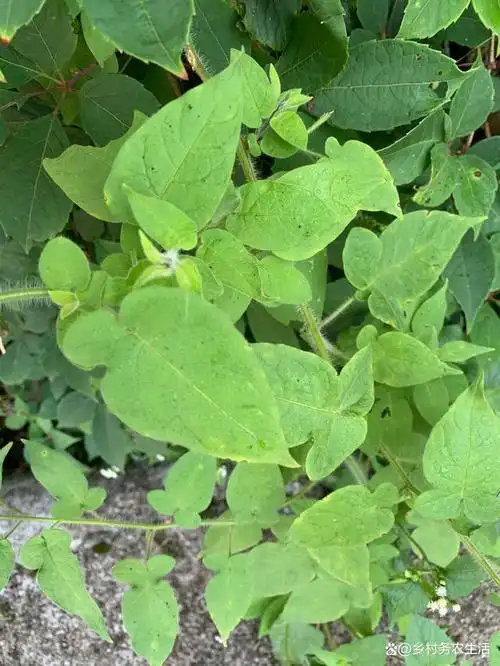 白英别名:白毛藤,蜀羊泉,排风藤