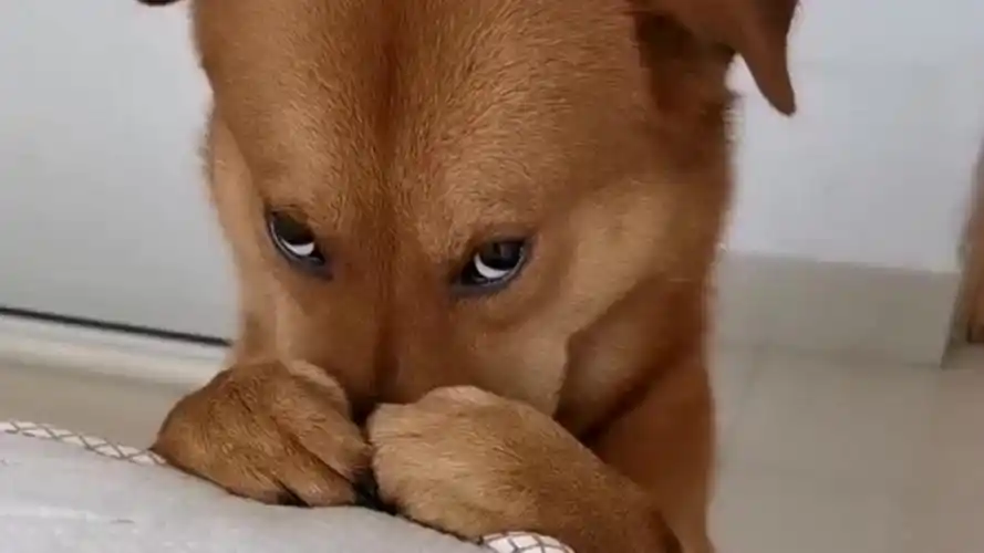 看到狗子可怜巴巴的小眼神,瞬间就没脾气了!