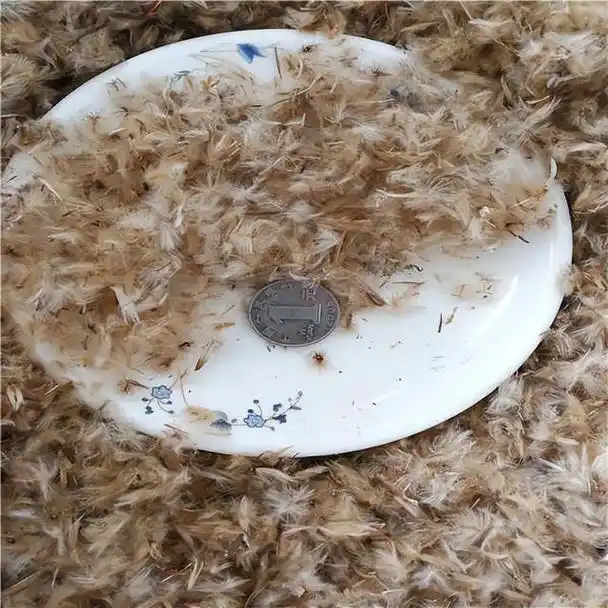 勋章菊种子怎么种植方法