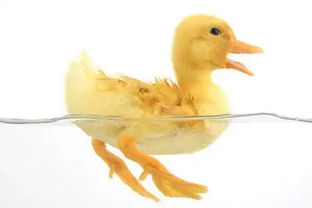 孤立在白色的浮动可爱小鸭羽毛向指已提到的人飞行章关于一野生的鸭子