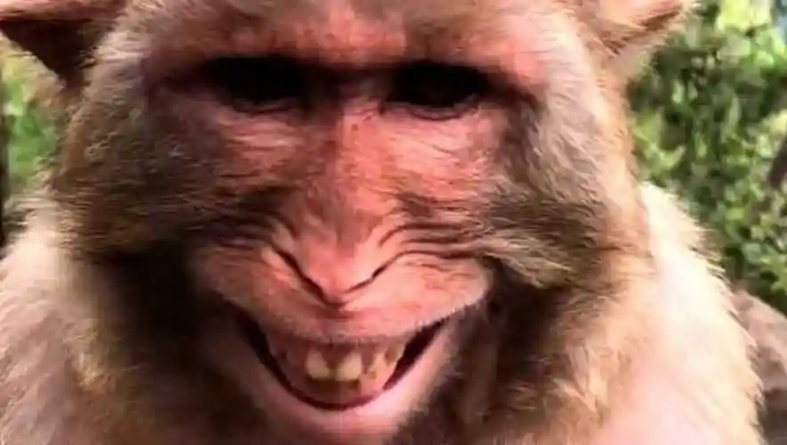 猴子都会笑吗但我想说这个笑有点渗人可爱本尊没错了