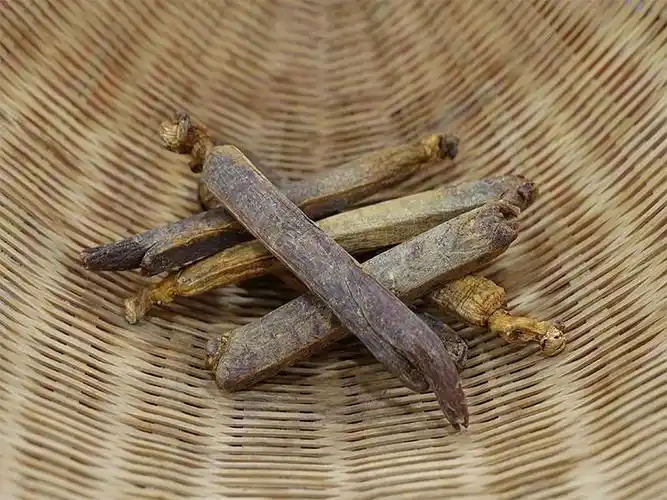 狗蚁草(中药材)