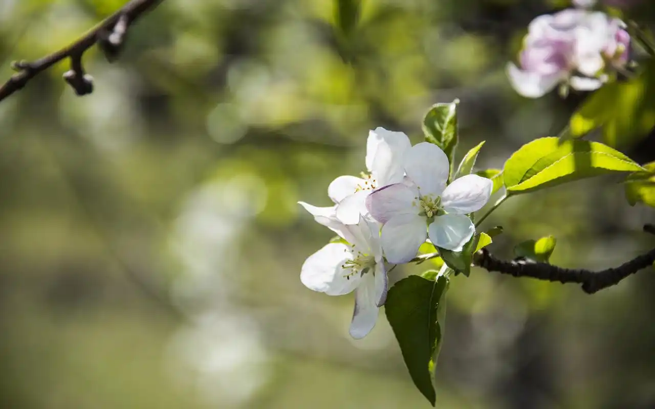清新苹果花图片电脑高清桌面壁纸