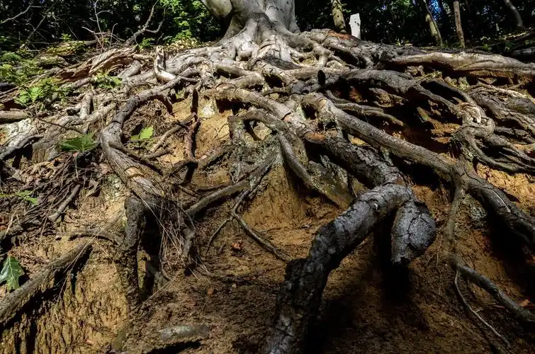 大树的根部图片树木树根大树根部