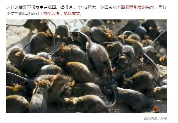 【虫害预警】洪水泛滥鼠患成灾,如何科学应对?