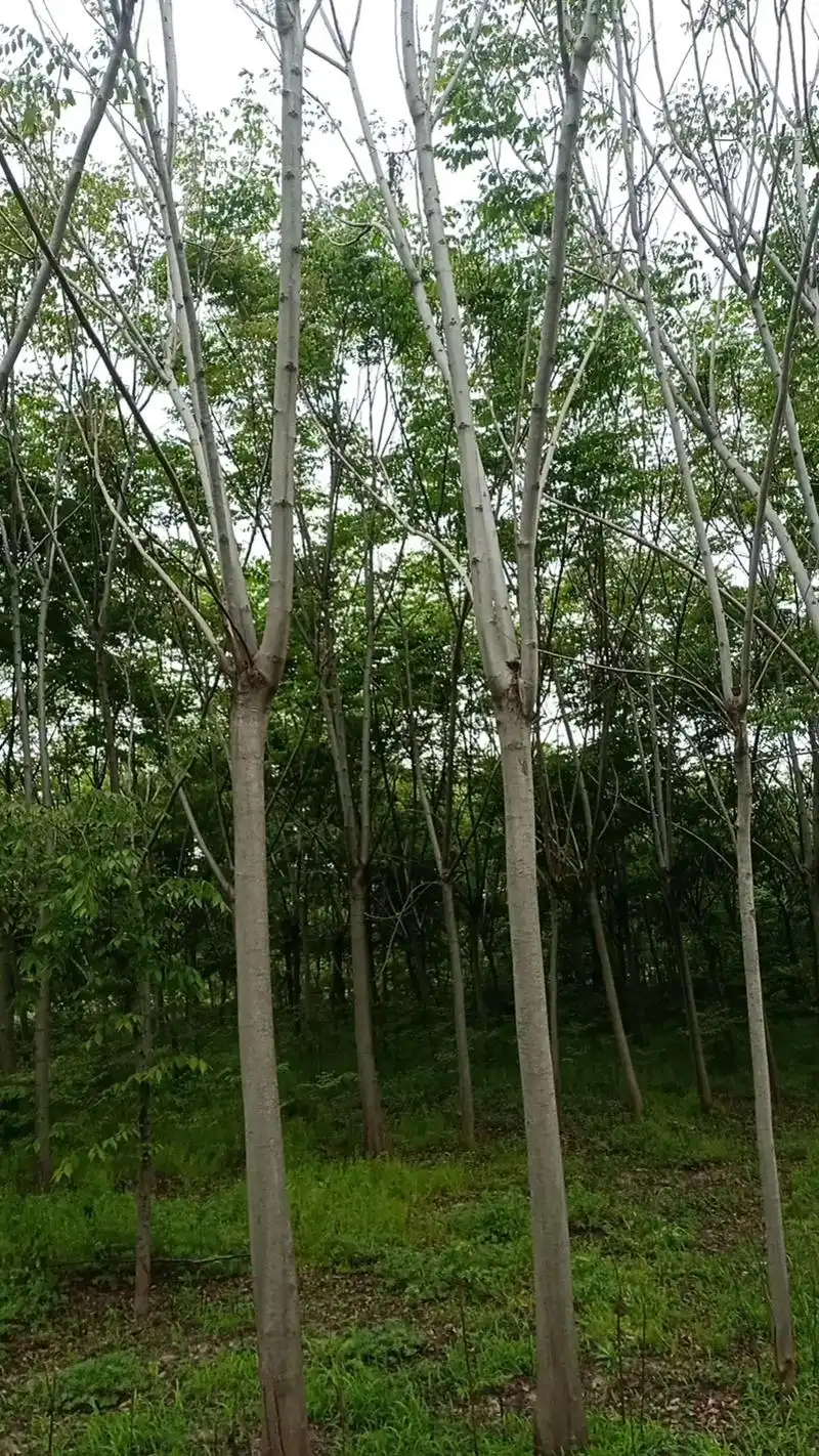 本公司处理一批513榉树513朴树