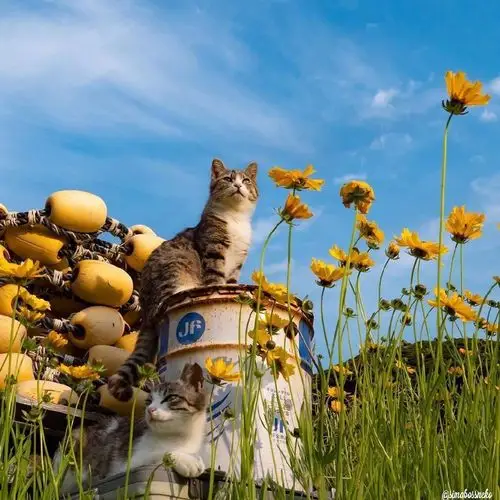 暖心治愈系早安心语文案,句句清爽干净,配好看的图片-搞笑大小王