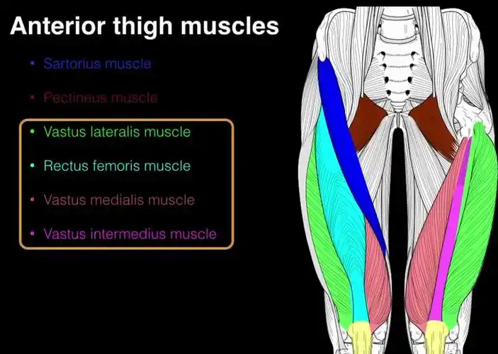 【肌学解剖学】大腿前肌群 | 缝匠肌 股四头肌 | 运动与神经支配
