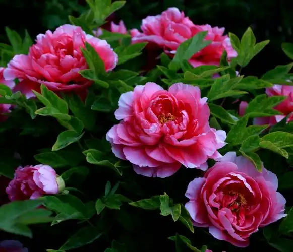 牡丹根为丹皮,是名贵药材.