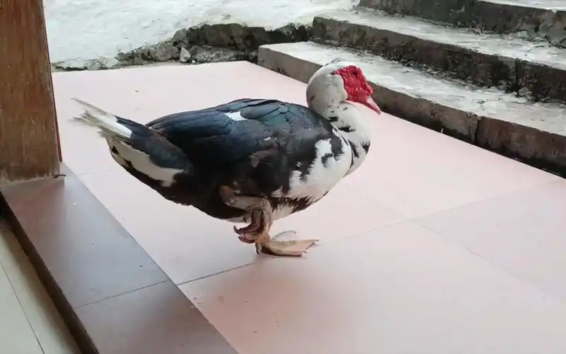 鸭子怎么喜欢单只脚站着