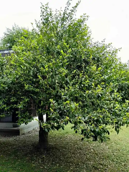 小隐园里的含笑花开满树,那醉人的香味使人不得不伸长脖子多吸两口,啊