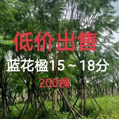 四川乐山市中区蓝花楹价格行情走势 - 一亩田