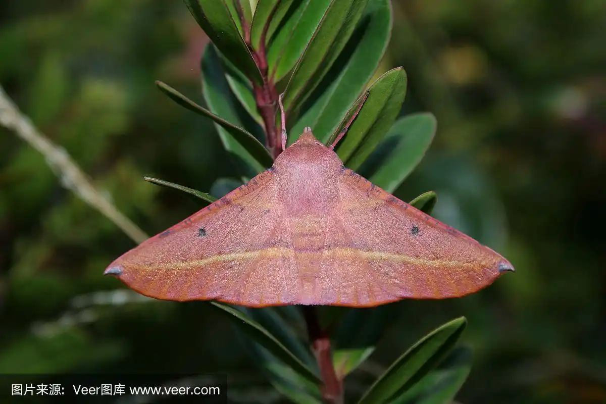 粉红色的大肚子的蛾子