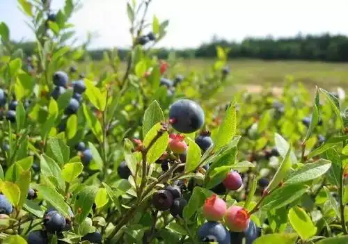 学名乌饭子,又名羊讨饭,洋蜜蜜,算盘粒粒,杜鹃花科植物乌饭树的果实