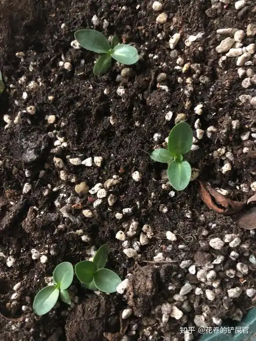 洋桔梗生长记录 - 知乎