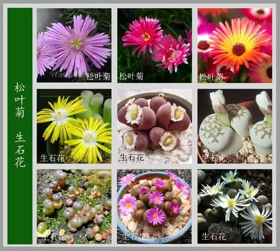 【转载】最全最美的【百花图谱】值得收藏 !