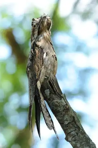 南美洲的怪鸟 common potoo