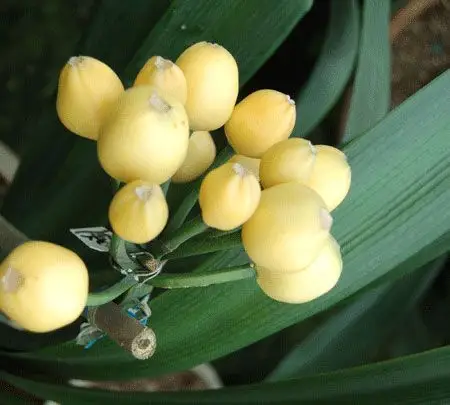 君子兰授粉后五个月种子什么样?谢了大家快帮我找找,最好有图片