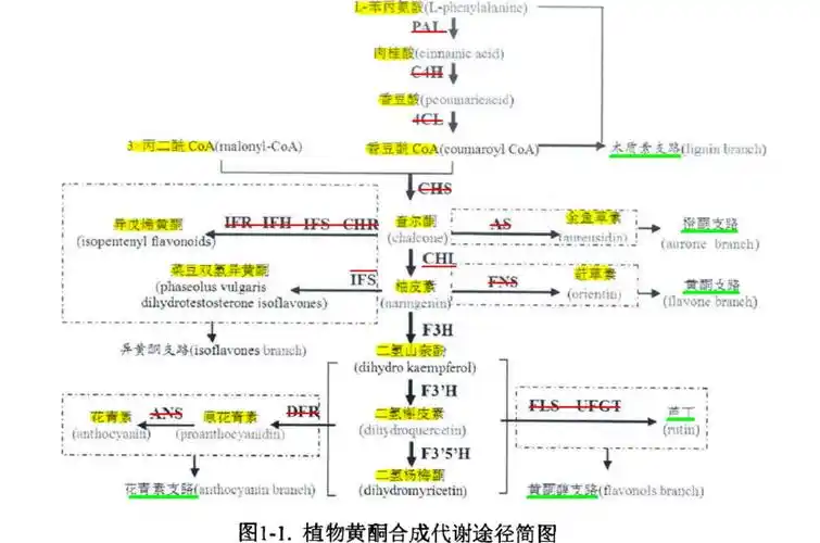 植物黄酮代谢途径是苯丙烷类代谢途径的一个分支,黄酮的生物合成是