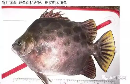 新月锦鱼学名是金钱鱼真鲷,也称红加吉黑棘鲷,又称黑鲷,黑加吉三刀鱼